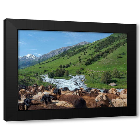 Sheep drive to their high altitude summer pasture National Park Besch Tasch Black Modern Wood Framed Art Print by Zwick, Martin