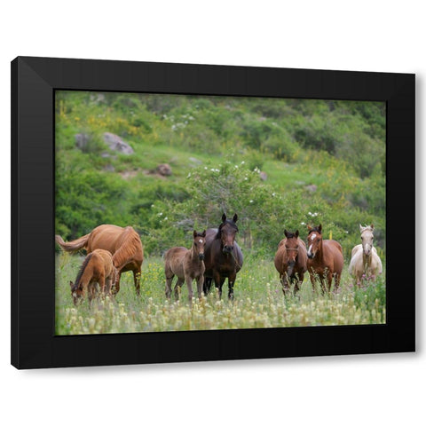 Horses on their summer pasture National Park Besch Tasch in the Talas Alatoo mountain range Black Modern Wood Framed Art Print with Double Matting by Zwick, Martin