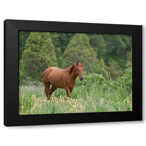 Horses on their summer pasture National Park Besch Tasch in the Talas Alatoo mountain range Black Modern Wood Framed Art Print by Zwick, Martin