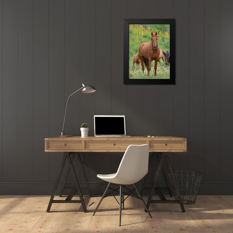Horses on their summer pasture National Park Besch Tasch in the Talas Alatoo mountain range Black Modern Wood Framed Art Print by Zwick, Martin