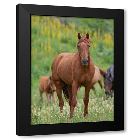 Horses on their summer pasture National Park Besch Tasch in the Talas Alatoo mountain range Black Modern Wood Framed Art Print by Zwick, Martin