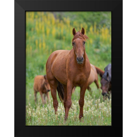 Horses on their summer pasture National Park Besch Tasch in the Talas Alatoo mountain range Black Modern Wood Framed Art Print by Zwick, Martin