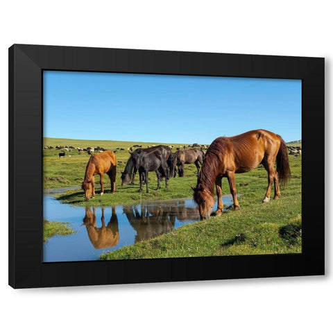 Horses on their mountain pasture at lake Song Kol  Black Modern Wood Framed Art Print by Zwick, Martin