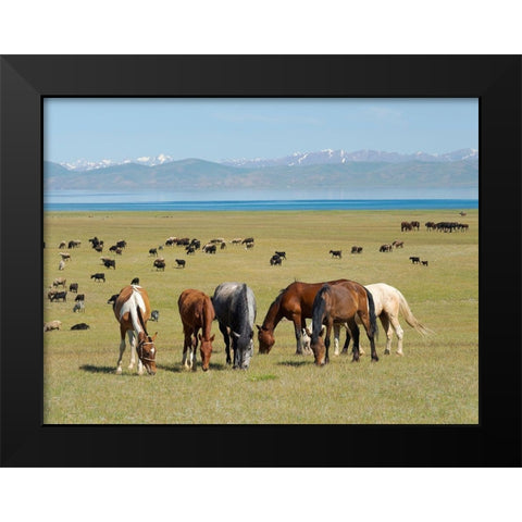 Horses on their mountain pasture at lake Song Kol  Black Modern Wood Framed Art Print by Zwick, Martin