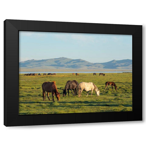 Horses on their mountain pasture at lake Song Kol  Black Modern Wood Framed Art Print by Zwick, Martin