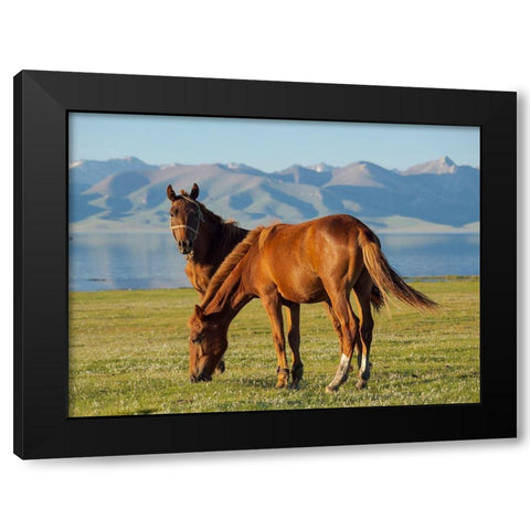Horses on their mountain pasture at lake Song Kol  Black Modern Wood Framed Art Print by Zwick, Martin