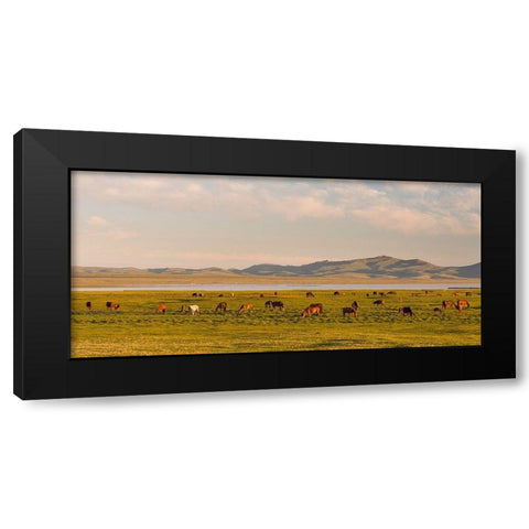 Horses on their mountain pasture at lake Song Kol  Black Modern Wood Framed Art Print by Zwick, Martin
