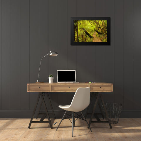 New Zealand, North Island Trail through a forest Black Modern Wood Framed Art Print by Illg, Cathy and Gordon