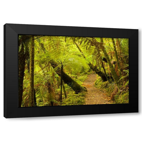 New Zealand, North Island Trail through a forest Black Modern Wood Framed Art Print by Illg, Cathy and Gordon