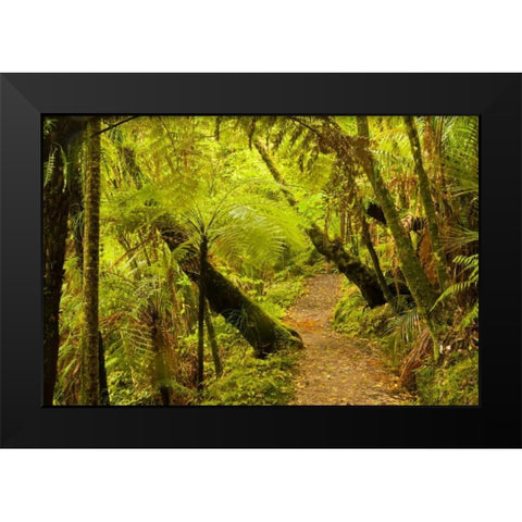 New Zealand, North Island Trail through a forest Black Modern Wood Framed Art Print by Illg, Cathy and Gordon