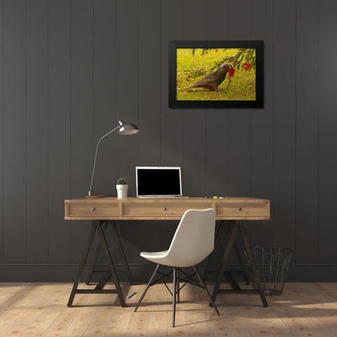 New Zealand, Stewart Island Kaka bird feeding Black Modern Wood Framed Art Print by Illg, Cathy and Gordon