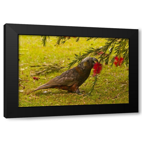 New Zealand, Stewart Island Kaka bird feeding Black Modern Wood Framed Art Print by Illg, Cathy and Gordon
