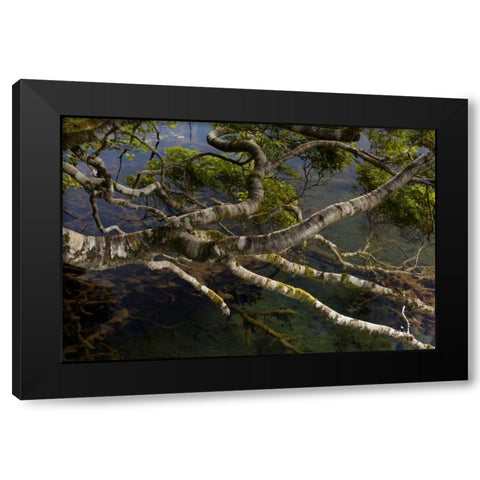 New Zealand, South Island,Twisted branches Black Modern Wood Framed Art Print by Illg, Cathy and Gordon