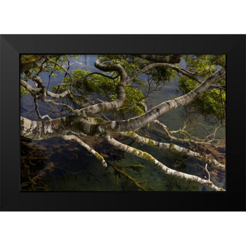 New Zealand, South Island,Twisted branches Black Modern Wood Framed Art Print by Illg, Cathy and Gordon