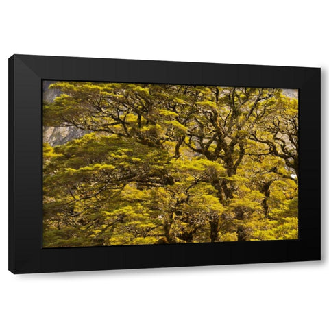 New Zealand, South Isl Silver beech trees Black Modern Wood Framed Art Print by Illg, Cathy and Gordon