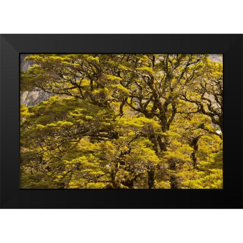 New Zealand, South Isl Silver beech trees Black Modern Wood Framed Art Print by Illg, Cathy and Gordon
