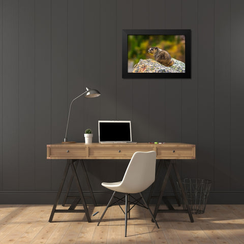 Hoary Marmot-Marmota caligata-Jasper National Park-Alberta-Canada Black Modern Wood Framed Art Print by Bishop, Russ