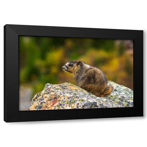 Hoary Marmot-Marmota caligata-Jasper National Park-Alberta-Canada Black Modern Wood Framed Art Print with Double Matting by Bishop, Russ