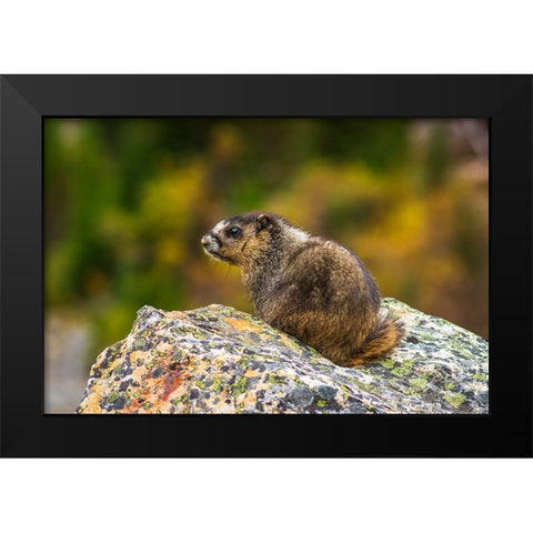 Hoary Marmot-Marmota caligata-Jasper National Park-Alberta-Canada Black Modern Wood Framed Art Print by Bishop, Russ