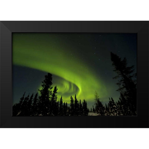 Canada, Manitoba Aurora borealis and trees Black Modern Wood Framed Art Print by Illg, Cathy and Gordon