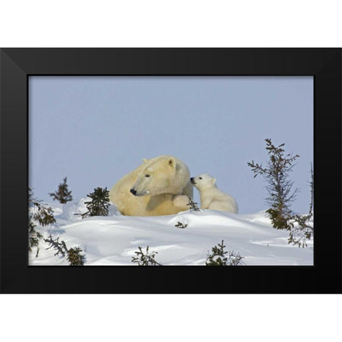 Canada, Manitoba, Wapusk Polar bear cub playing Black Modern Wood Framed Art Print by Illg, Cathy and Gordon