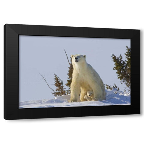 Canada, Wapusk NP Polar bear cub and mother Black Modern Wood Framed Art Print by Illg, Cathy and Gordon