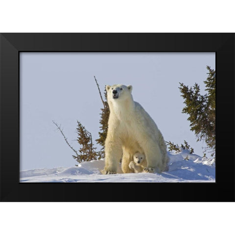 Canada, Wapusk NP Polar bear cub and mother Black Modern Wood Framed Art Print by Illg, Cathy and Gordon