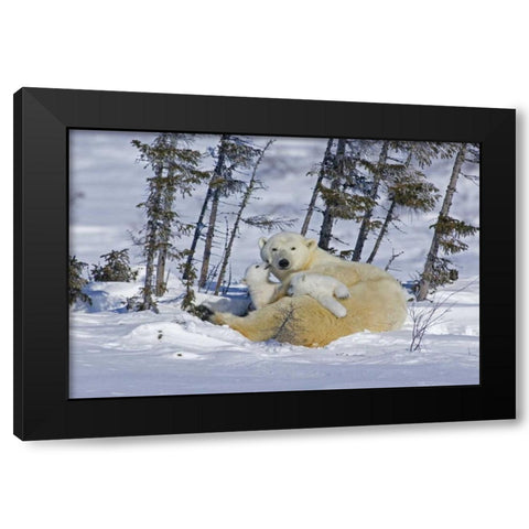Canada, Wapusk NP Polar bear cubs playing Black Modern Wood Framed Art Print by Illg, Cathy and Gordon