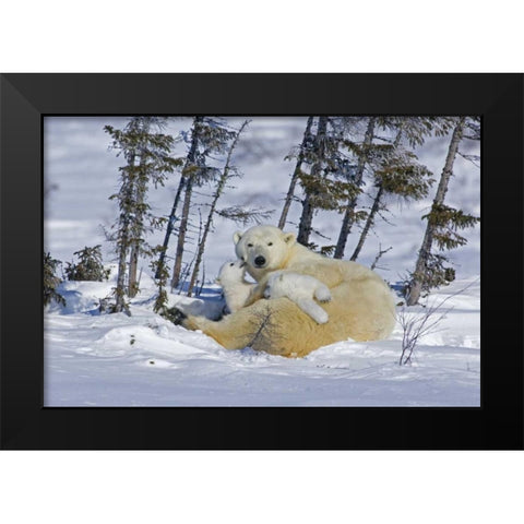 Canada, Wapusk NP Polar bear cubs playing Black Modern Wood Framed Art Print by Illg, Cathy and Gordon