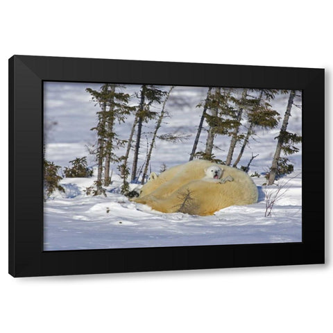 Canada, Manitoba, Wapusk NP Polar bear cub yawns Black Modern Wood Framed Art Print by Illg, Cathy and Gordon