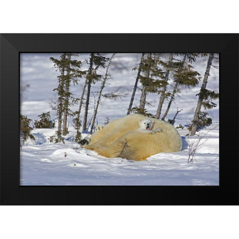 Canada, Manitoba, Wapusk NP Polar bear cub yawns Black Modern Wood Framed Art Print by Illg, Cathy and Gordon