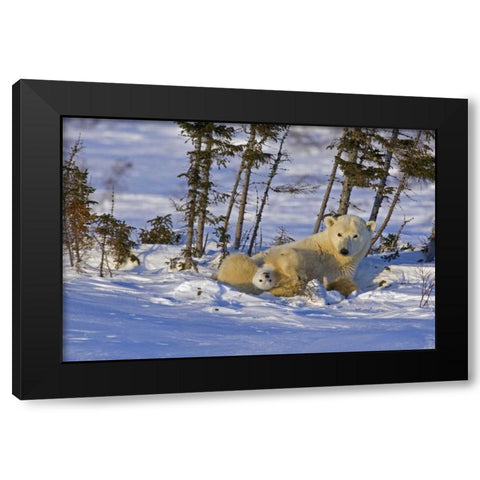 Canada, Wapusk NP Polar bear cub with its mother Black Modern Wood Framed Art Print by Illg, Cathy and Gordon
