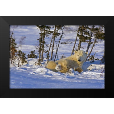Canada, Wapusk NP Polar bear cub with its mother Black Modern Wood Framed Art Print by Illg, Cathy and Gordon
