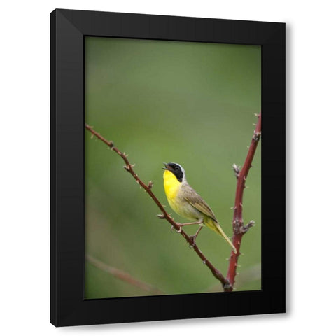 Canada, Quebec Common yellowthroat singing Black Modern Wood Framed Art Print with Double Matting by Delisle, Gilles