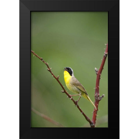 Canada, Quebec Common yellowthroat singing Black Modern Wood Framed Art Print by Delisle, Gilles