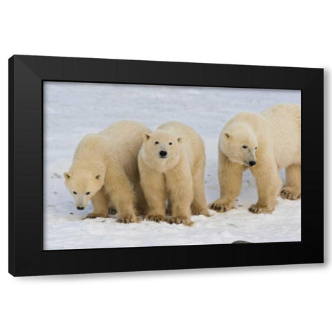 Canada, Hudson Bay Polar bear mother with cubs Black Modern Wood Framed Art Print by Illg, Cathy and Gordon