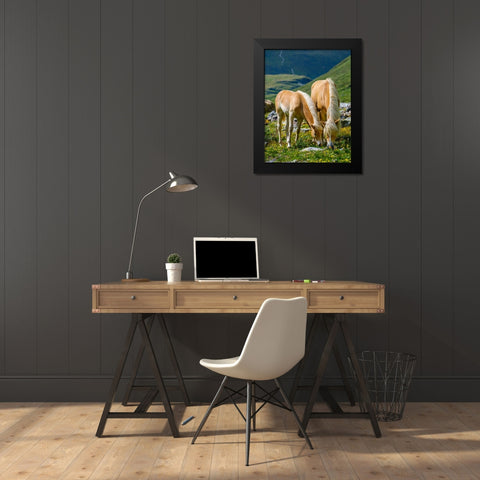 Haflinger Horse on its mountain pasture (Shieling) in the Otztal Alps Black Modern Wood Framed Art Print by Zwick, Martin