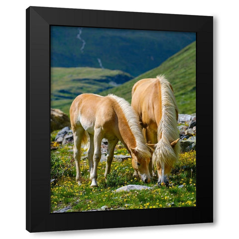 Haflinger Horse on its mountain pasture (Shieling) in the Otztal Alps Black Modern Wood Framed Art Print by Zwick, Martin