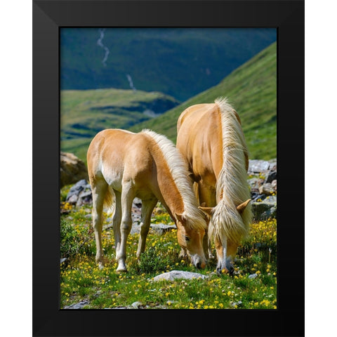 Haflinger Horse on its mountain pasture (Shieling) in the Otztal Alps Black Modern Wood Framed Art Print by Zwick, Martin