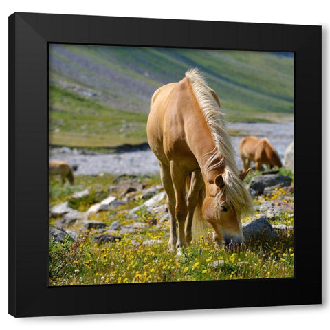 Haflinger Horse on its mountain pasture (Shieling) in the Otztal Alps Black Modern Wood Framed Art Print by Zwick, Martin
