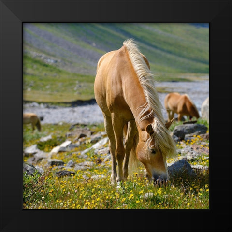 Haflinger Horse on its mountain pasture (Shieling) in the Otztal Alps Black Modern Wood Framed Art Print by Zwick, Martin