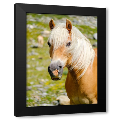 Haflinger Horse on its mountain pasture (Shieling) in the Otztal Alps Black Modern Wood Framed Art Print with Double Matting by Zwick, Martin