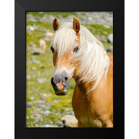 Haflinger Horse on its mountain pasture (Shieling) in the Otztal Alps Black Modern Wood Framed Art Print by Zwick, Martin