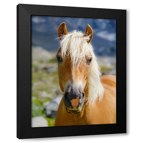 Haflinger Horse on its mountain pasture (Shieling) in the Otztal Alps Black Modern Wood Framed Art Print with Double Matting by Zwick, Martin
