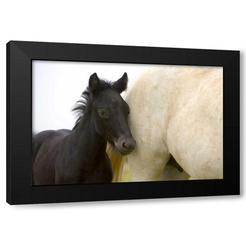 France, Provence Camargue horse and colt Black Modern Wood Framed Art Print with Double Matting by Zuckerman, Jim
