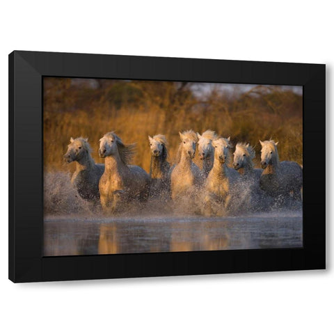 France, Provence White Camargue horses running Black Modern Wood Framed Art Print with Double Matting by Zuckerman, Jim