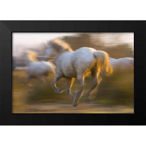 France, Provence White Camargue horses running Black Modern Wood Framed Art Print by Zuckerman, Jim