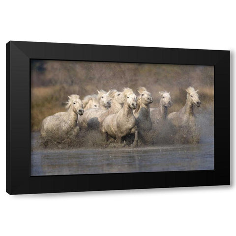 France, Provence White Camargue horses running Black Modern Wood Framed Art Print with Double Matting by Zuckerman, Jim