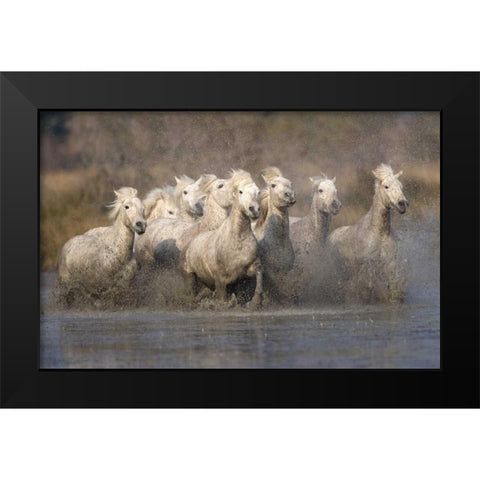 France, Provence White Camargue horses running Black Modern Wood Framed Art Print by Zuckerman, Jim