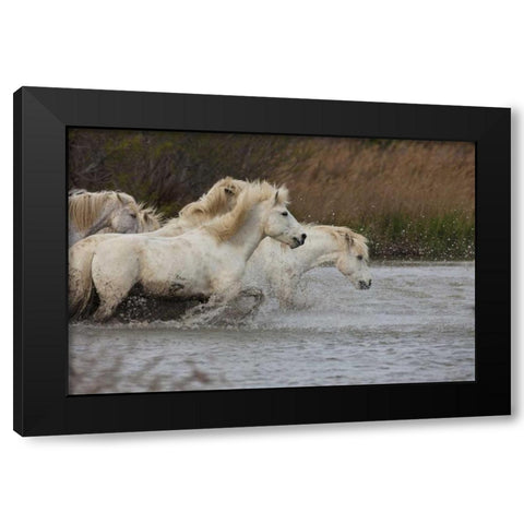France, Provence White Camargue horses running Black Modern Wood Framed Art Print by Zuckerman, Jim